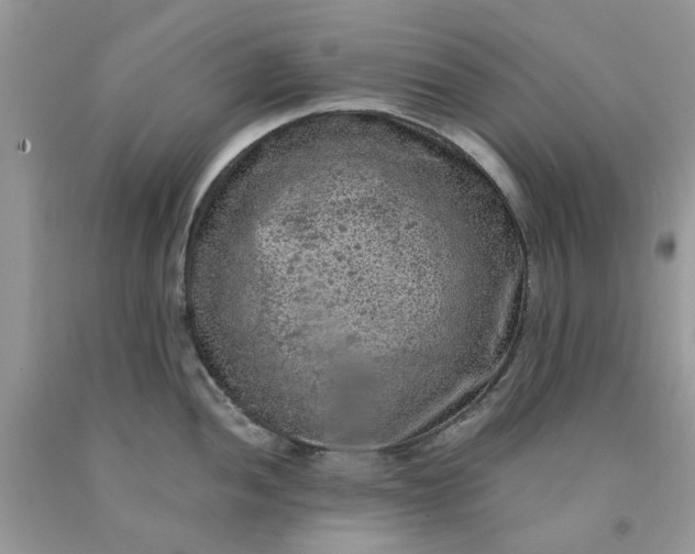 X0000091651052200709060955