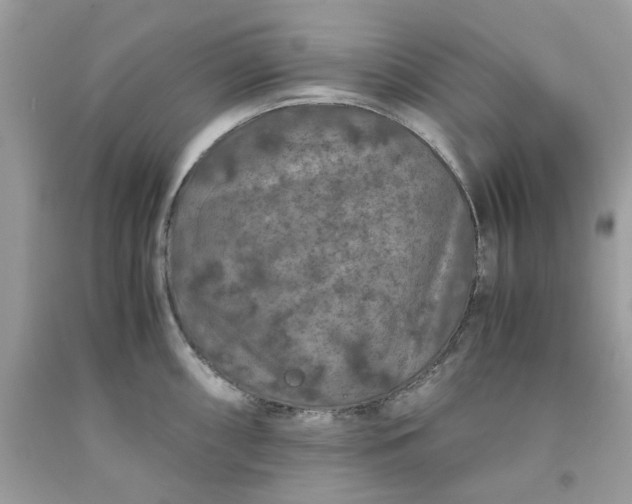 X0000091651098200709060954