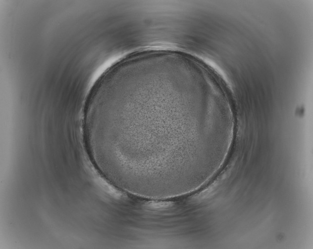 X0000091651325200709060950