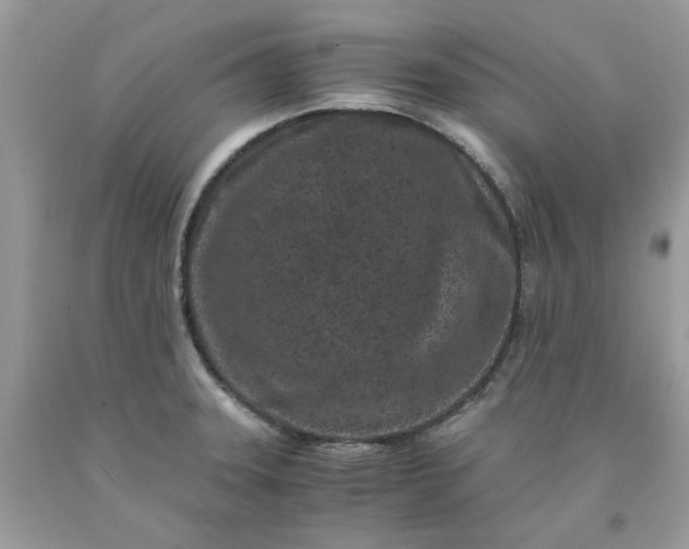 X0000091651331200709060950