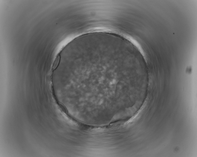 X0000091651373200709060950