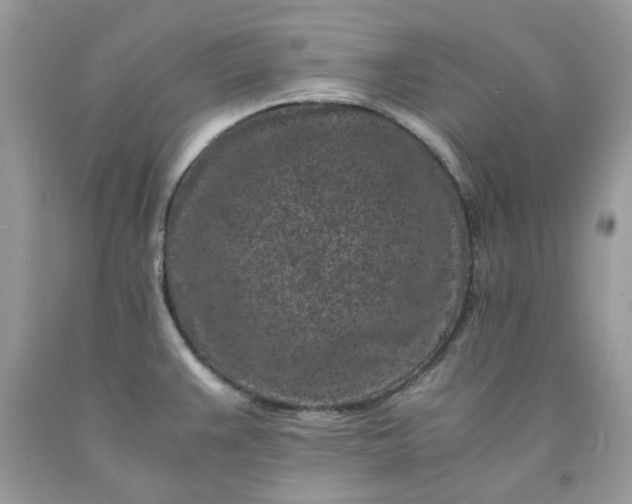 X0000091651383200709060950