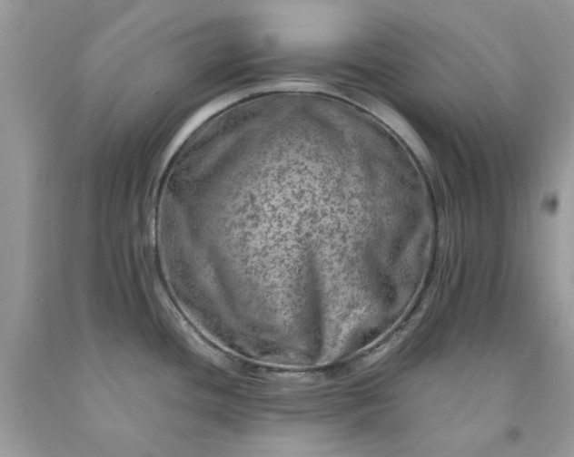 X0000091651436200709060949