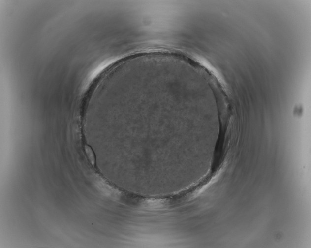 X0000091651453200709060949