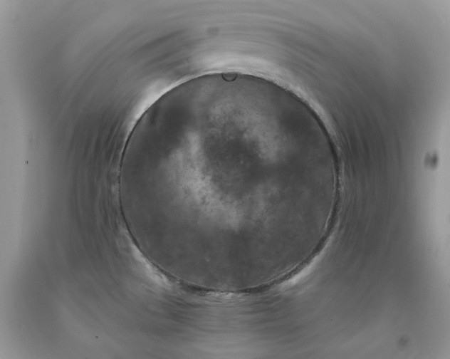 X0000091651529200709060948