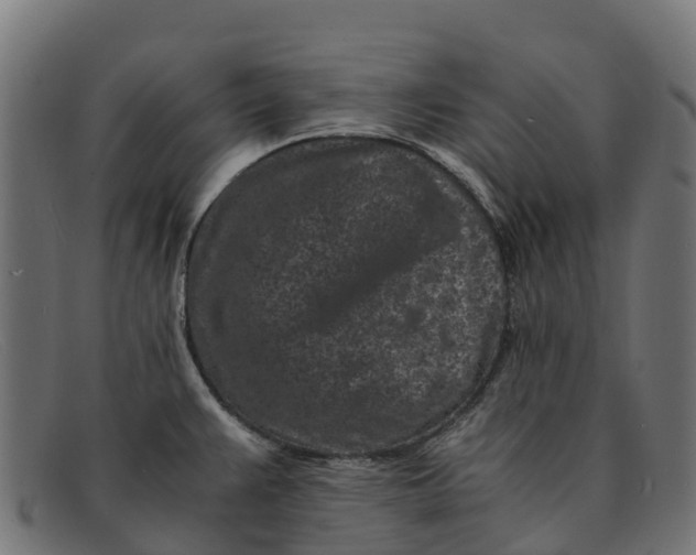 X0000091651383200709131442