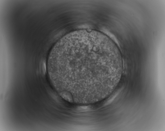 X0000091650061200709201133