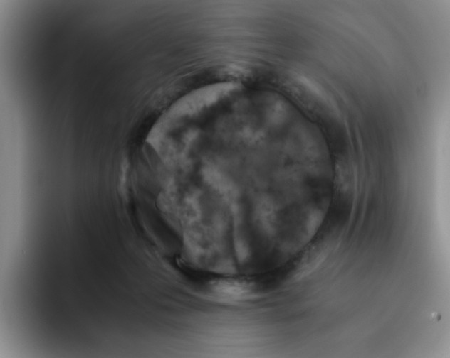 X0000091650223200709201132