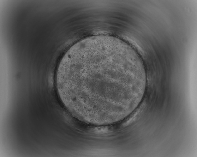 X0000091650353200709201130