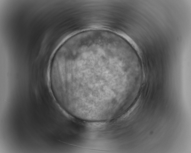 X0000091651294200709201119