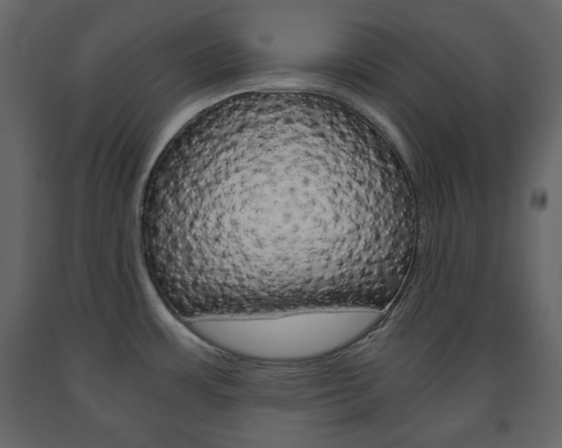 X0000091661483200708230939
