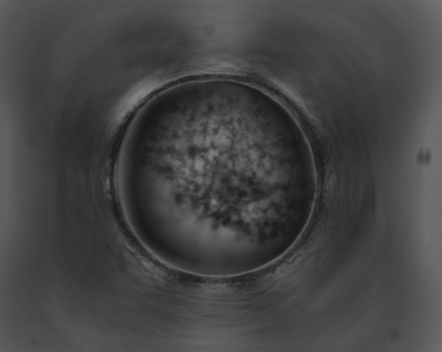 X0000091661455200708301428