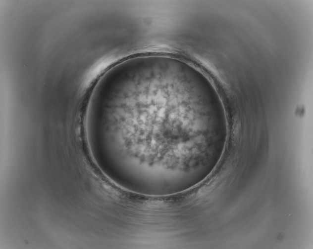 X0000091661455200709061010