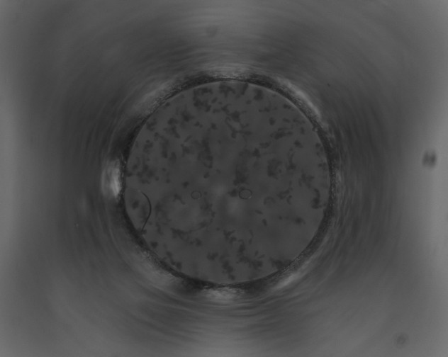 X0000091670069200708231340