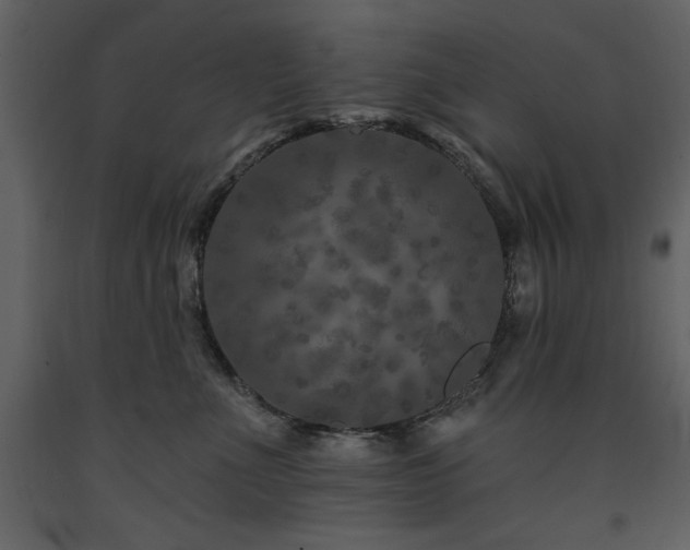 X0000091670523200708231332