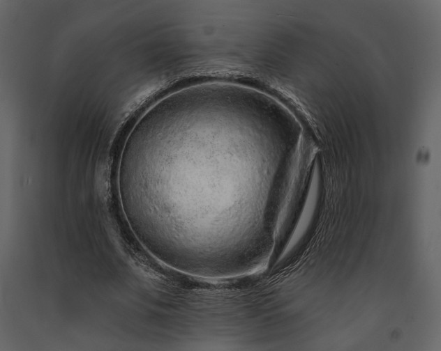 X0000091670679200708231330