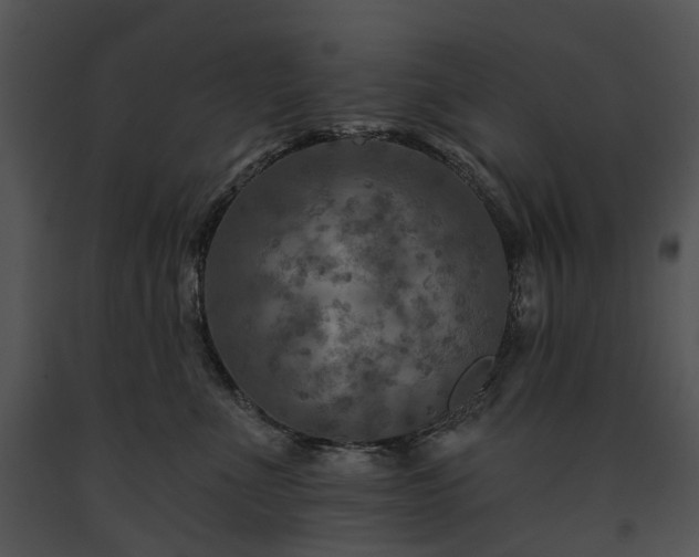 X0000091670523200708301502