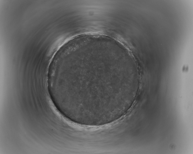 X0000091670002200709061052