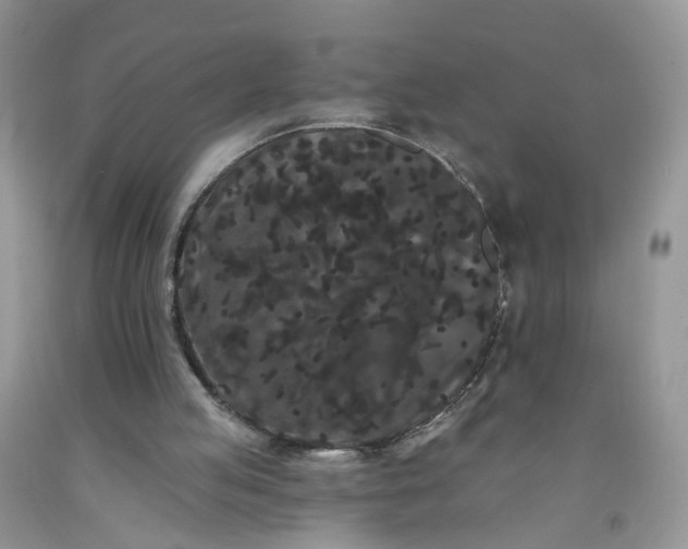 X0000091670053200709061051