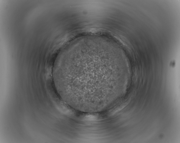 X0000091670236200709061049