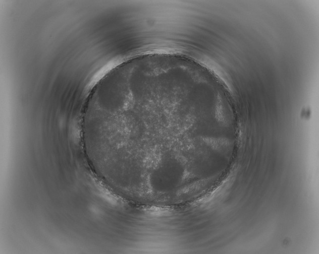 X0000091670874200709061040