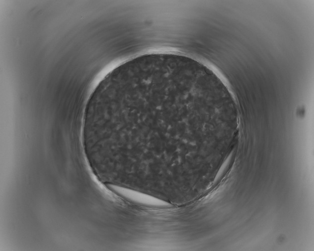 X0000091671245200709061036