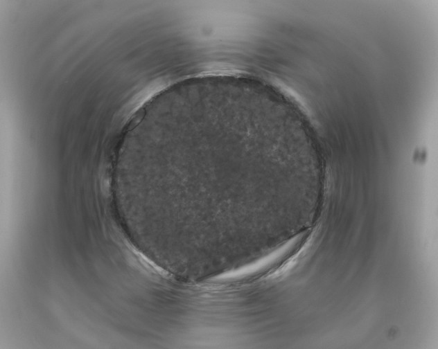 X0000091671401200709061033