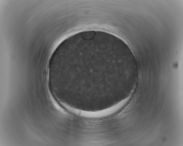 X0000091671515200709061031