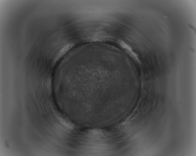 X0000091670250200709131534