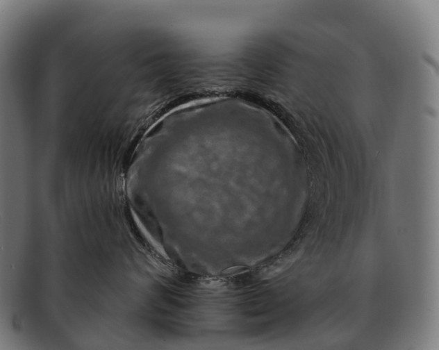 X0000091670624200709131529