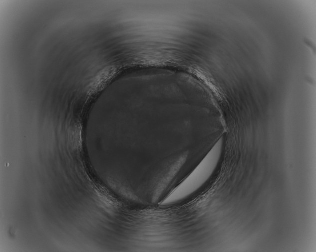 X0000091670685200709131529