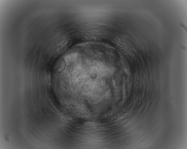 X0000091670699200709131529