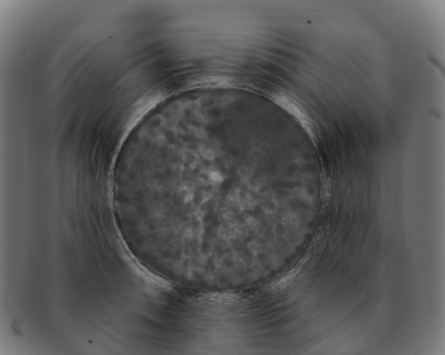 X0000091671090200709131524