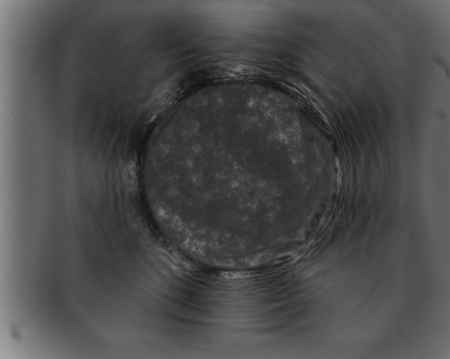 X0000091670520200709201222