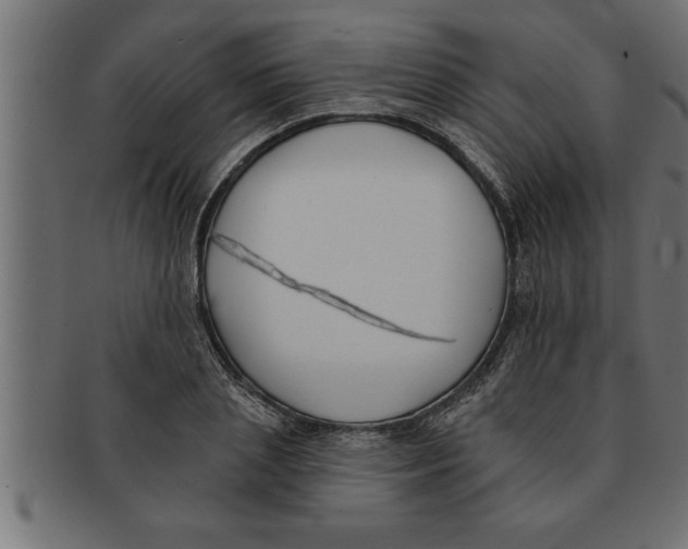 X0000091670837200709201217