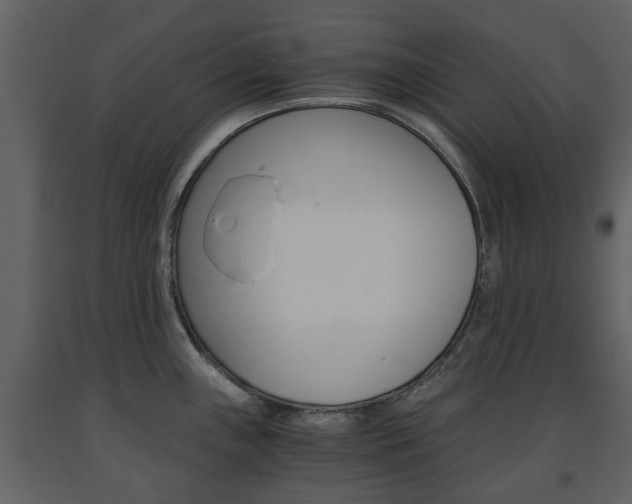 X0000091681243200708231100