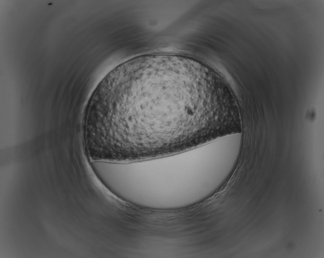 X0000091681483200708231056