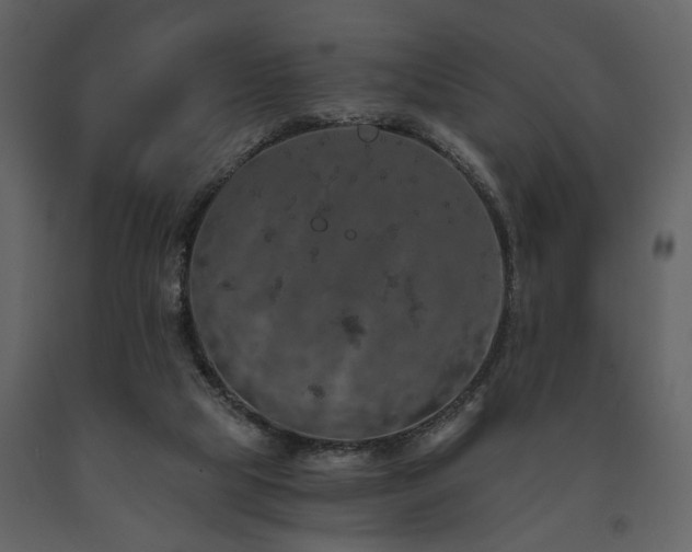 X0000091680065200708231426