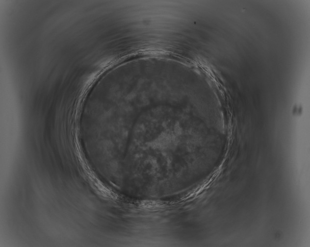 X0000091680145200708231425