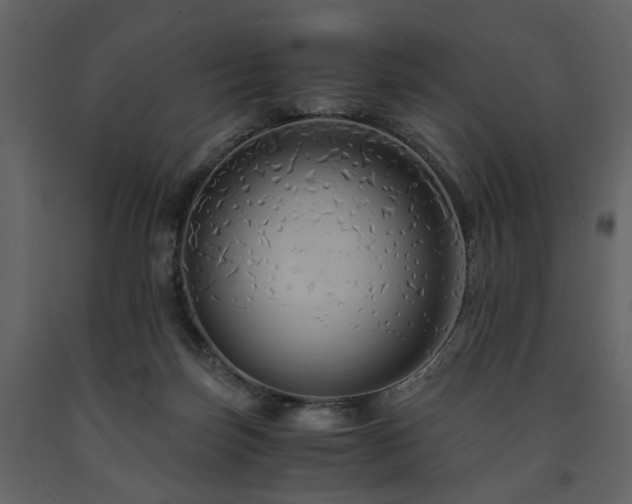 X0000091680171200708231425