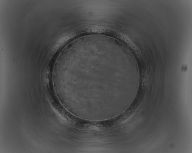 X0000091680683200708231418