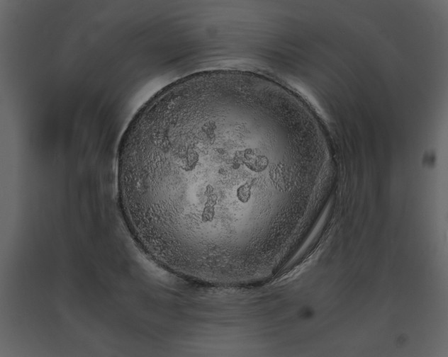 X0000091681079200708231411