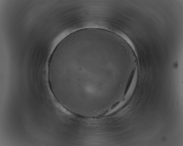 X0000091681096200708231411