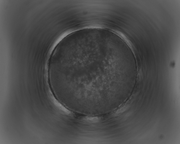 X0000091681243200708231409