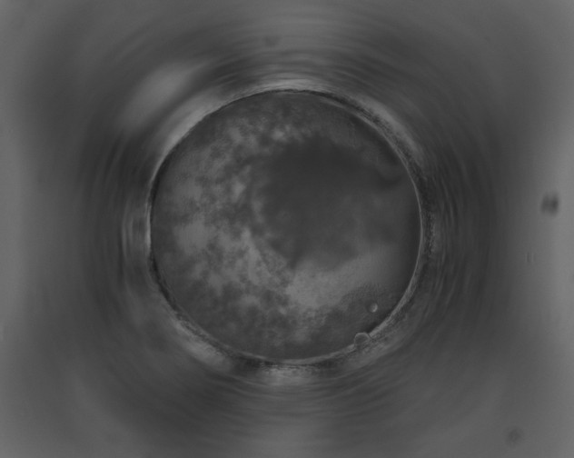 X0000091681274200708231408