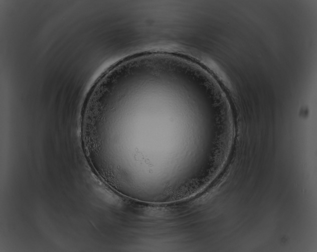 X0000091681232200708301513