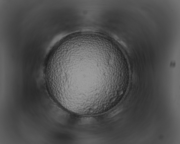 X0000091681454200708301510