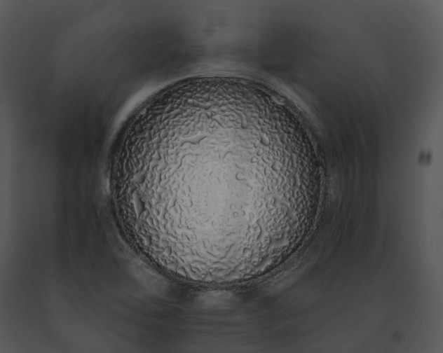 X0000091681462200708301510