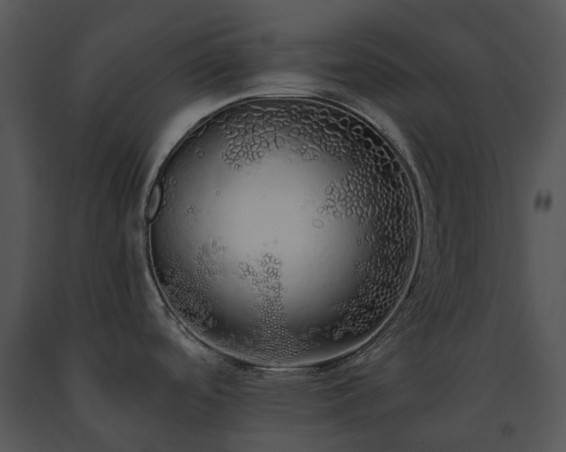X0000091681488200708301509