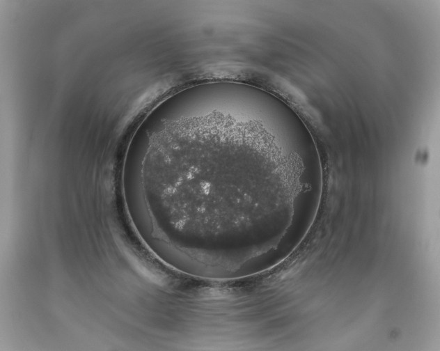 X0000091680250200709061110